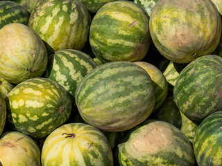 green watermelons at the agricultural fair