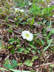 A type of white grass flowers growing in the northeastern part of Thailand.