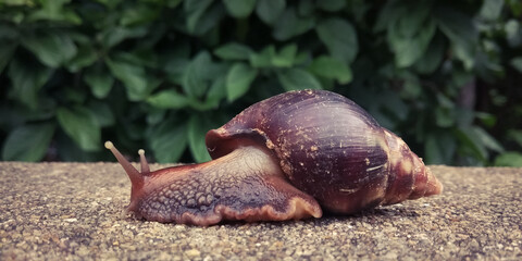 Big snail in shell crawling on ground, in garden. 