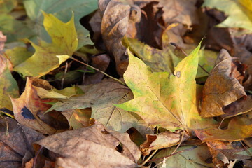 Beautiful dry yellow green and brown fall maple leaves close up on the ground in Park at autumn day, October natural texture for background 