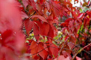 Fototapeta premium Red autumn leaves on the branches of red and Burgundy. Beautiful time of year in October. Autumn blurry background. Carved leaves close up in the fresh air