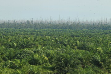 Fototapeta na wymiar The Rawa Tripa peat forest, Aceh as a natural fortress, played an important role in reducing water from the tsunami disaster.