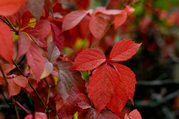 Red autumn leaves on the branches of red and Burgundy. Beautiful time of year in October. Autumn blurry background. Carved leaves close up in the fresh air