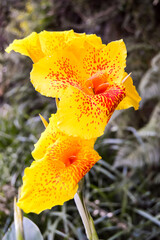Canna indica or Indian shot or African arrowroot or edible canna