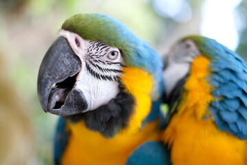 blue and yellow macaw