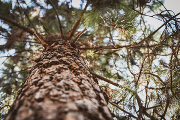 Fototapeta premium Tree Up