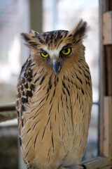 eagle owl portrait