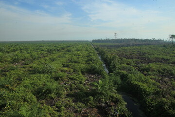 Fototapeta na wymiar The Rawa Tripa peat forest, Aceh as a natural fortress, played an important role in reducing water from the tsunami disaster.