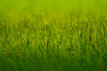 Fresh dew drops on green grass, Jewels of nature