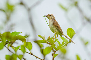 plain Prinia with nesting material
