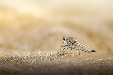 Robberfly in sand, Assassin fly in sand