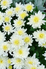 White and yellow chrysanthemum flowers growing in the garden