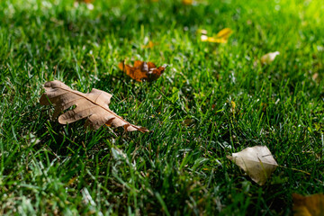 A green area with a natural grass lawn, strewn with yellow autumn leaves falling from trees in the sunlight. Beautiful time of year, autumn and October