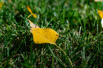 A green area with a natural grass lawn, strewn with yellow autumn leaves falling from trees in the sunlight. Beautiful time of year, autumn and October