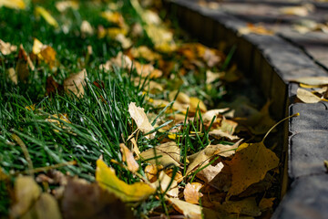 A green area with a natural grass lawn, strewn with yellow autumn leaves falling from trees in the sunlight. Beautiful time of year, autumn and October