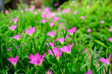Obraz na płótnie Canvas Garden of Rain Lily Flowers