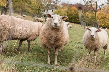 Obraz premium Schaafherde im Herbst.
