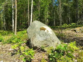 A big gray rock inside a  random Swedish forest. Plenty of trees in the green countryside. Located in Viksjö, Järfälla, Stockholm, Sweden, Europe.