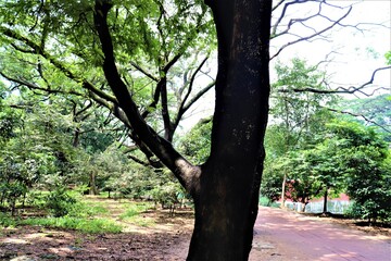 Big and nice trees at Dhanmondi lake in Dhaka