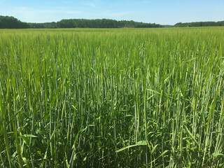A large field of green wheat. Nice view. Ecological food. some slim light gray clouds in the sky. A forest in the background. Sunny and hot day with a nice weather. Stockholm, Sweden.