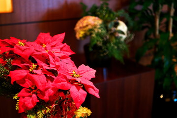 クリスマスの雰囲気を楽しむお部屋のインテリア植物