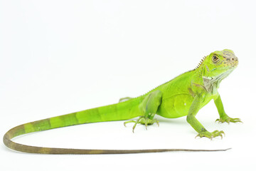 A young green iguana (Iguana iguana) is sunbathing before starting its daily activities.