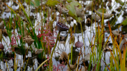 
Lotus seeds. Blurred background for web design