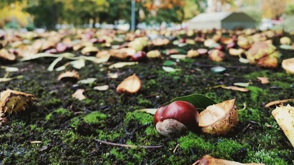 mushrooms in the grass