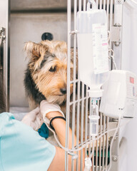 Veterinarian quarantining a small dog inside the clinic.