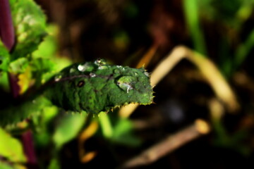 high contrast, grainy photo of a drop of water on a leaf of a thistle