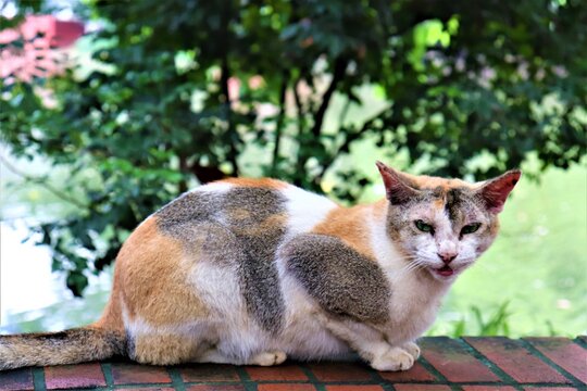 Big And Nice Cat At Dhanmondi Lake In Dhaka