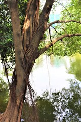 Big and nice trees at Dhanmondi lake in Dhaka