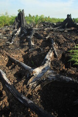 
The Rawa Tripa peat forest, Aceh as a natural fortress, played an important role in reducing water from the tsunami disaster.