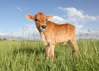 baby cow standing in field of long grass - Powered by Adobe