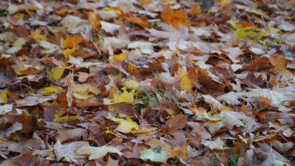 Gold autumn. Leaves on the ground.