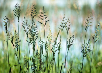 Fototapeta premium Herbes aquatiques en Dombes, France