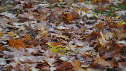 Gold autumn. Leaves on the ground.