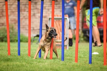 Belgian Malinois is running on czech agility competition slalom. Amazing day on czech agility competition in town Ratenice it was competition only for large.