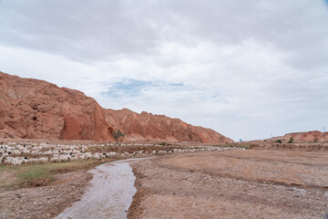  sheep and river in red rock canyon