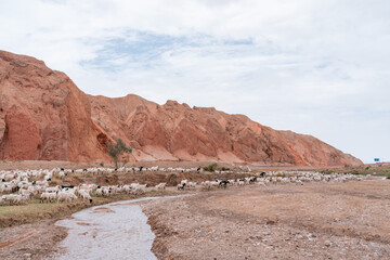  sheep and river in red rock canyon