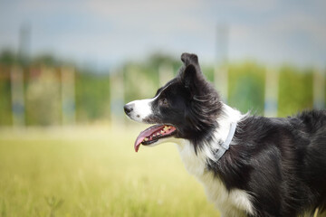 Crazy jung female of border collie is running outside. She is so happy and funny.