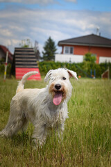 Crazy jung female dog is running outside. She is so happy and funny.