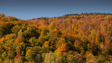 Fototapeta premium Autumn fall forest colors - background texture with amazing details of this season
