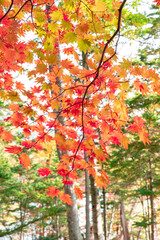 北海道秋の風景　オンネトーの紅葉