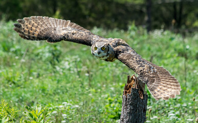 Owl in Flight