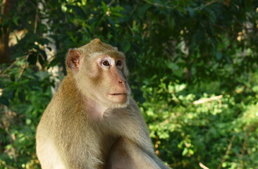 long tail macaque monkey face portrait sitting at Phra Buddha Chai temple in Thailand