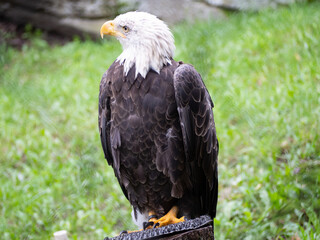 American Bald Eagle perched on a log with a green grass backdrop