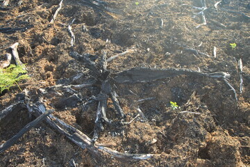 
The Rawa Tripa peat forest, Aceh as a natural fortress, played an important role in reducing water...