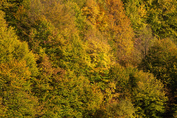 Fototapeta premium Autumn fall forest colors - background texture with amazing details of this season