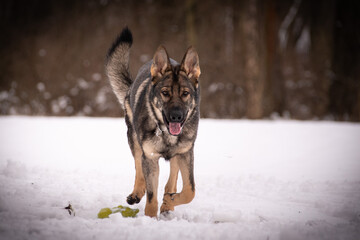 German Shepherd Dog is running in snow. he is so happy outside. Dogs in snow is nice view
